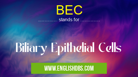 BEC means Biliary Epithelial Cells BEC