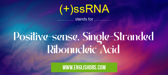 (+)ssRNA means Positive-sense, Single-Stranded Ribonucleic Acid (+)ssRNA