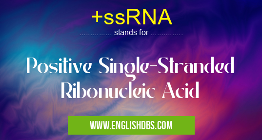 +ssRNA means Positive Single-Stranded Ribonucleic Acid +ssRNA
