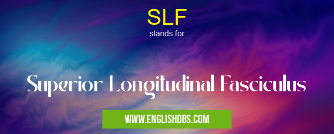 SLF means Superior Longitudinal Fasciculus SLF