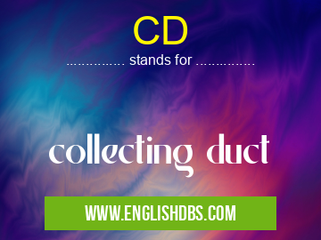 CD means collecting duct CD