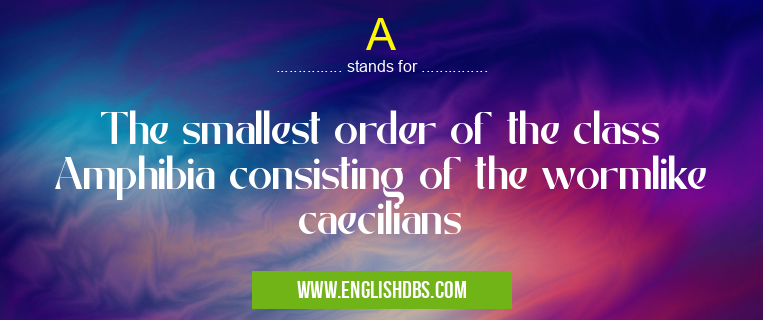A means The smallest order of the class Amphibia consisting of the wormlike caecilians A