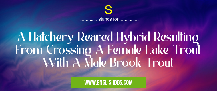 S means A Hatchery Reared Hybrid Resulting From Crossing A Female Lake Trout With A Male Brook Trout S