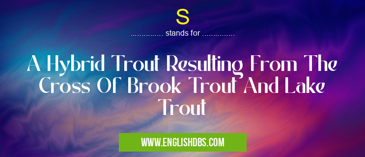S means A Hybrid Trout Resulting From The Cross Of Brook Trout And Lake Trout S