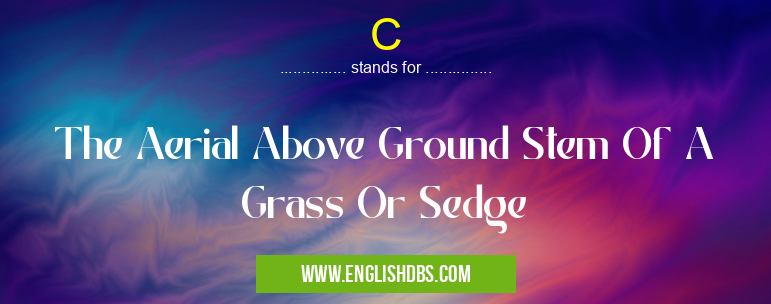 C means The Aerial Above Ground Stem Of A Grass Or Sedge C