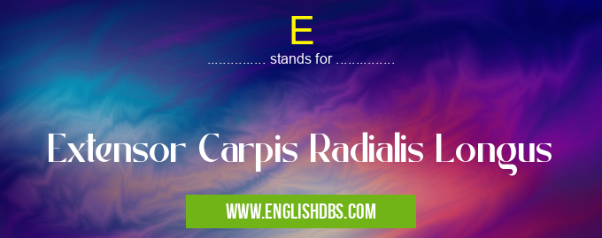 E means Extensor Carpis Radialis Longus E