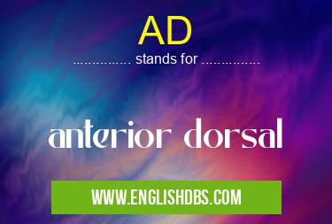AD means anterior dorsal AD