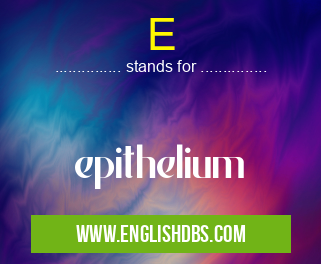 E means epithelium E
