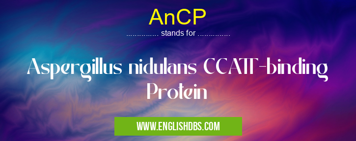 AnCP means Aspergillus nidulans CCATT-binding Protein AnCP