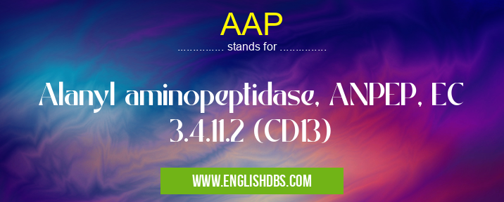 AAP means Alanyl aminopeptidase, ANPEP, EC 3.4.11.2 (CD13) AAP