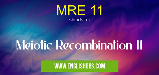 MRE 11 means Meiotic Recombination 11 MRE 11