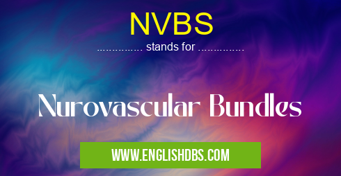 NVBS means Nurovascular Bundles NVBS