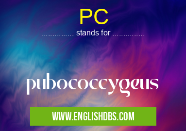 PC means pubococcygeus PC