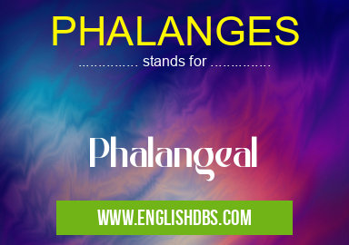 PHALANGES means Phalangeal PHALANGES
