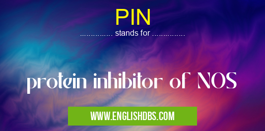 PIN means protein inhibitor of NOS PIN
