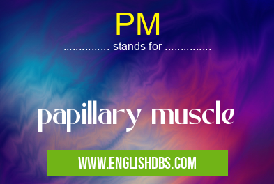 PM means papillary muscle PM