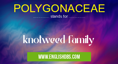 POLYGONACEAE means knotweed family POLYGONACEAE