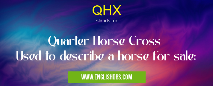 QHX means Quarter Horse Cross
Used to describe a horse for sale: QHX