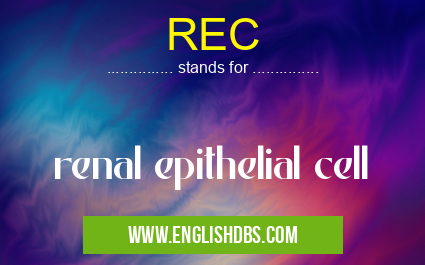 REC means renal epithelial cell REC
