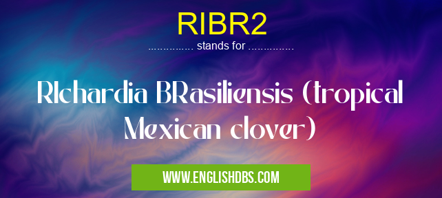 RIBR2 means RIchardia BRasiliensis (tropical Mexican clover) RIBR2