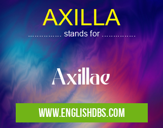 AXILLA means Axillae AXILLA