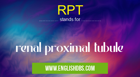 RPT means renal proximal tubule RPT