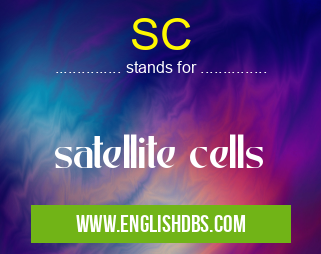 SC means satellite cells SC