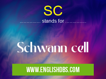 SC means Schwann cell SC