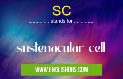 SC means sustenacular cell SC