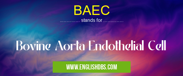 BAEC means Bovine Aorta Endothelial Cell BAEC