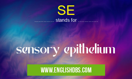 SE means sensory epithelium SE