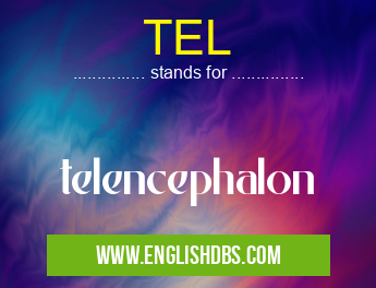 TEL means telencephalon TEL