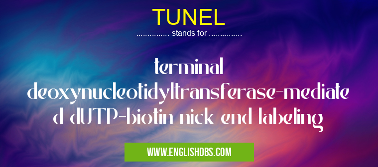 TUNEL means terminal deoxynucleotidyltransferase-mediated dUTP-biotin nick end labeling TUNEL