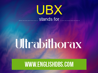 UBX means Ultrabithorax UBX