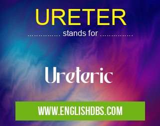 URETER means Ureteric URETER