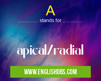 A means apical/radial A