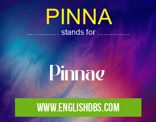 PINNA means Pinnae PINNA