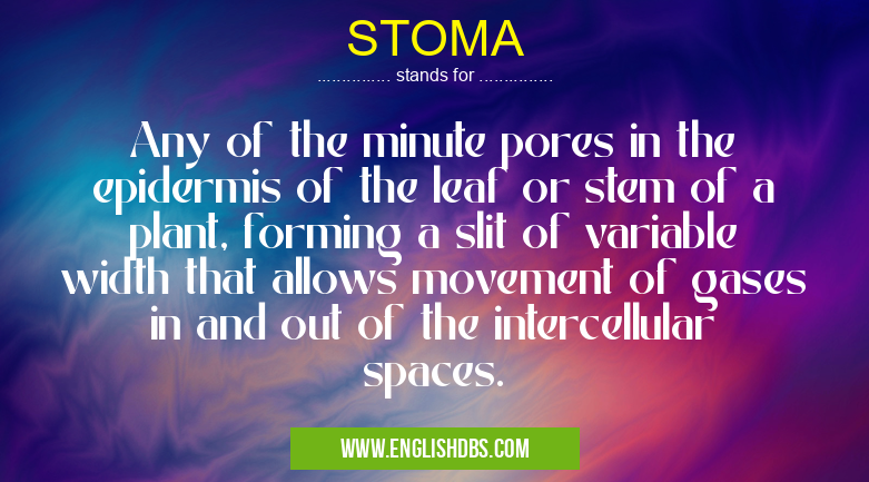 STOMA means Any of the minute pores in the epidermis of the leaf or stem of a plant, forming a slit of variable width that allows movement of gases in and out of the intercellular spaces. STOMA